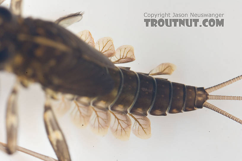 Cinygmula subaequalis (Small Gordon Quill) Mayfly Nymph from Paradise Creek in Pennsylvania