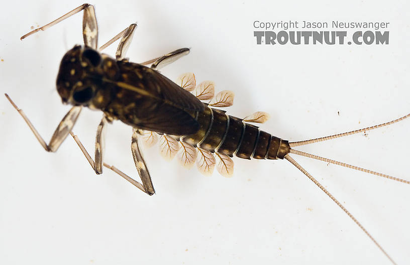 Cinygmula subaequalis (Small Gordon Quill) Mayfly Nymph from Paradise Creek in Pennsylvania