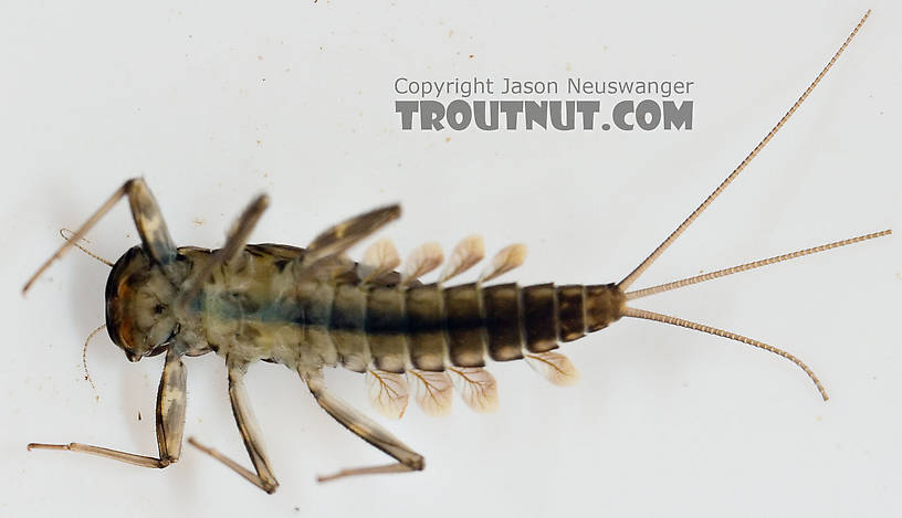 Cinygmula subaequalis (Small Gordon Quill) Mayfly Nymph from Paradise Creek in Pennsylvania