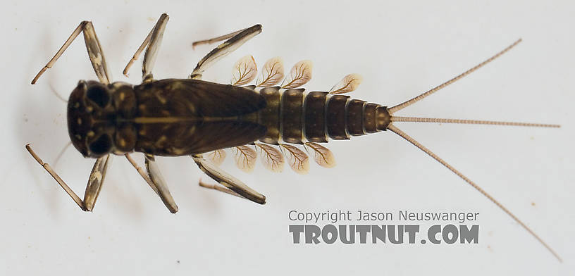 Cinygmula subaequalis (Small Gordon Quill) Mayfly Nymph from Paradise Creek in Pennsylvania