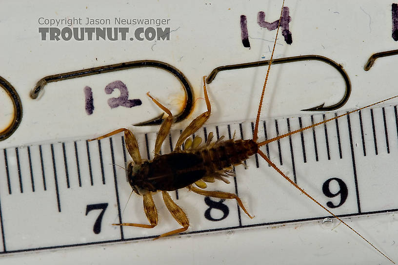 Maccaffertium ithaca (Light Cahill) Mayfly Nymph from Paradise Creek in Pennsylvania