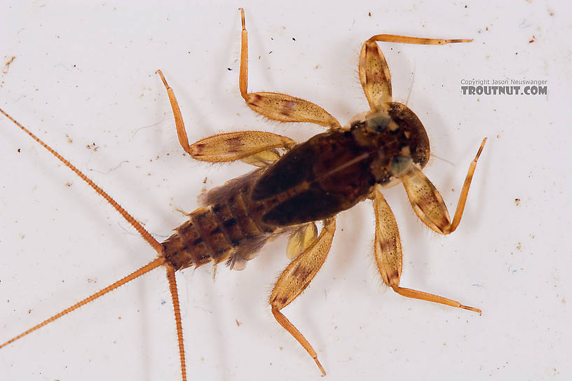 Maccaffertium ithaca (Light Cahill) Mayfly Nymph from Paradise Creek in Pennsylvania