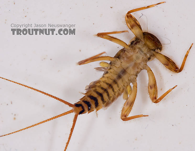 Maccaffertium ithaca (Light Cahill) Mayfly Nymph from Paradise Creek in Pennsylvania