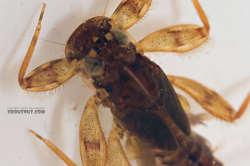 Maccaffertium ithaca (Light Cahill) Mayfly Nymph from Paradise Creek in Pennsylvania