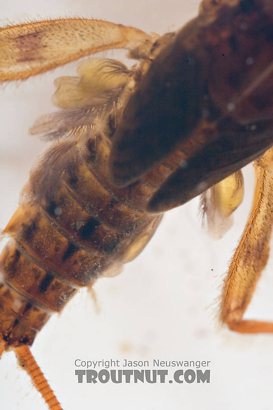 Maccaffertium ithaca (Light Cahill) Mayfly Nymph from Paradise Creek in Pennsylvania