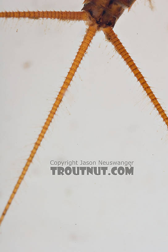 Maccaffertium ithaca (Light Cahill) Mayfly Nymph from Paradise Creek in Pennsylvania