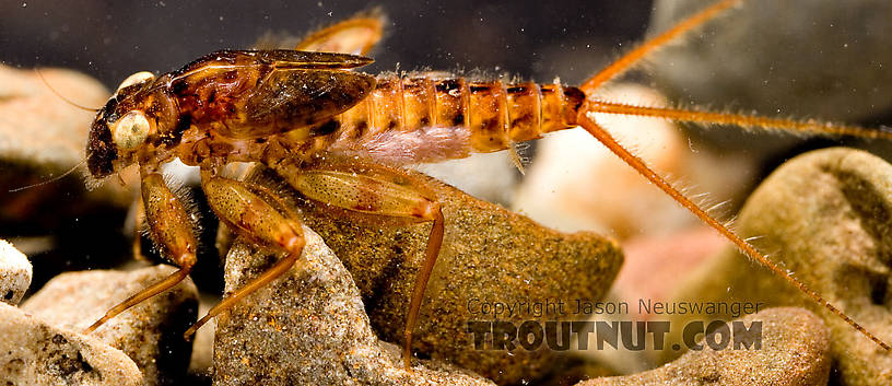 Maccaffertium ithaca (Light Cahill) Mayfly Nymph from Paradise Creek in Pennsylvania