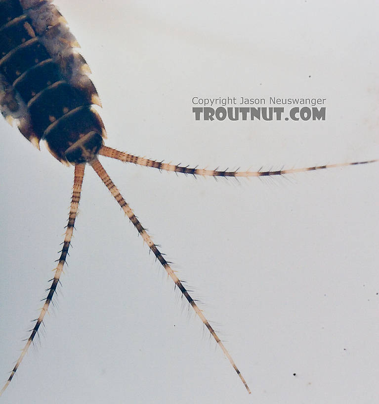 Ephemerella dorothea dorothea (Pale Evening Dun) Mayfly Nymph from Paradise Creek in Pennsylvania