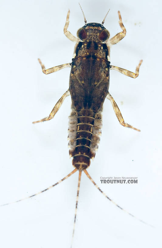 Ephemerella dorothea dorothea (Pale Evening Dun) Mayfly Nymph from Paradise Creek in Pennsylvania