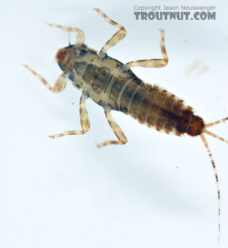 Ephemerella dorothea dorothea (Pale Evening Dun) Mayfly Nymph from Paradise Creek in Pennsylvania