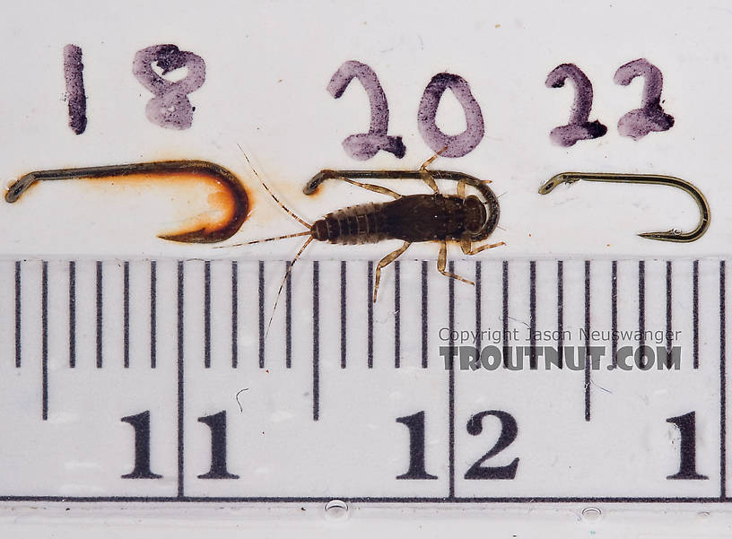 Ephemerella dorothea dorothea (Pale Evening Dun) Mayfly Nymph from Paradise Creek in Pennsylvania