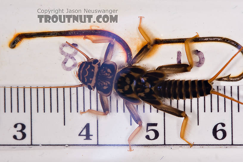 Acroneuria abnormis (Golden Stone) Stonefly Nymph from Paradise Creek in Pennsylvania