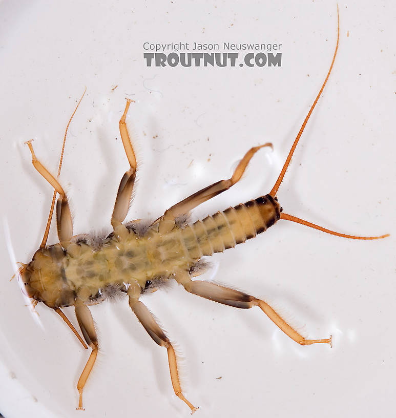 Acroneuria abnormis (Golden Stone) Stonefly Nymph from Paradise Creek in Pennsylvania