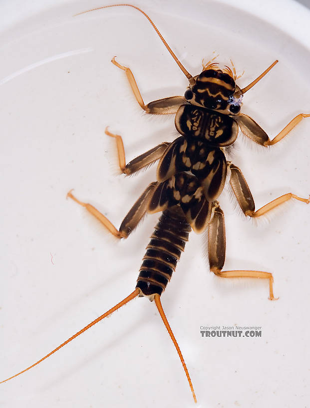 Acroneuria abnormis (Golden Stone) Stonefly Nymph from Paradise Creek in Pennsylvania