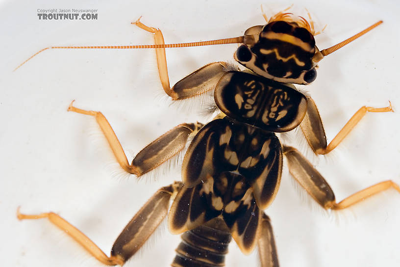 Acroneuria abnormis (Golden Stone) Stonefly Nymph from Paradise Creek in Pennsylvania