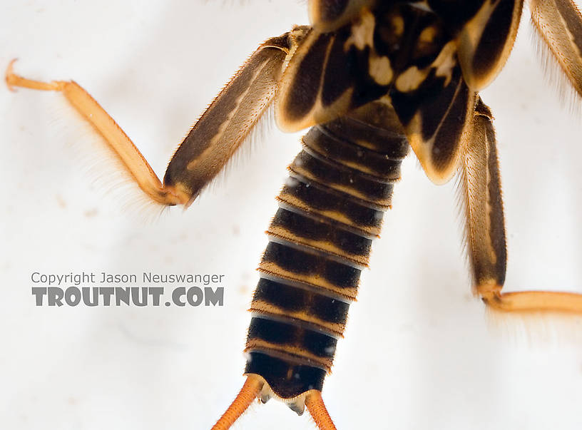 Acroneuria abnormis (Golden Stone) Stonefly Nymph from Paradise Creek in Pennsylvania