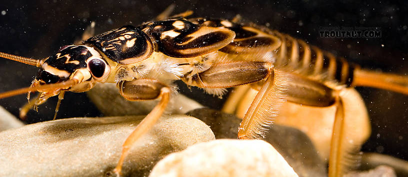 Acroneuria abnormis (Golden Stone) Stonefly Nymph from Paradise Creek in Pennsylvania