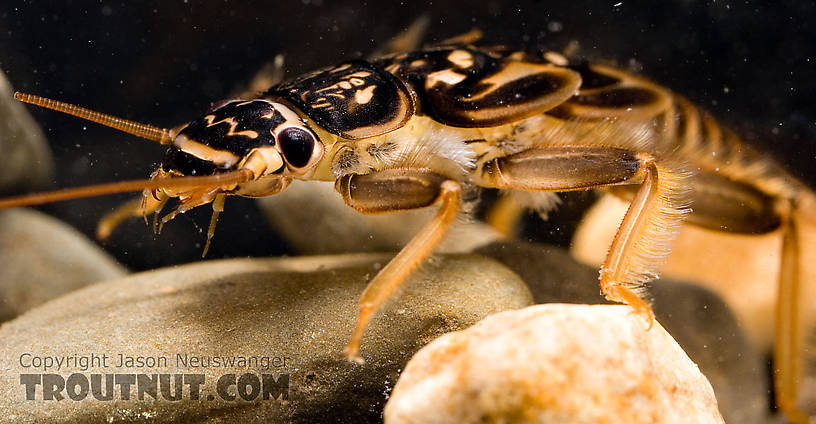 Acroneuria abnormis (Golden Stone) Stonefly Nymph from Paradise Creek in Pennsylvania