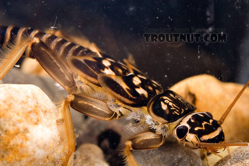 Acroneuria abnormis (Golden Stone) Stonefly Nymph from Paradise Creek in Pennsylvania