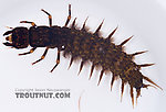 Corydalus (Dobsonflies) Hellgrammite Larva from Paradise Creek in Pennsylvania