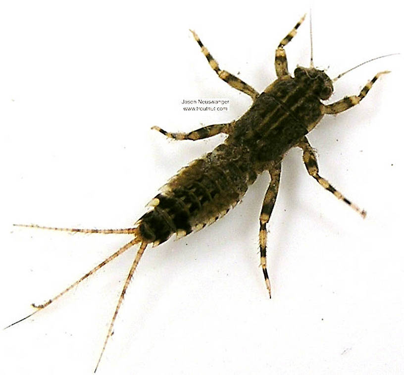 Ephemerella aurivillii Mayfly Nymph from unknown in Wisconsin