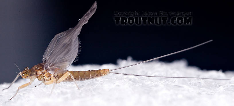 Female Baetidae (Blue-Winged Olives) Mayfly Dun from Paradise Creek in Pennsylvania