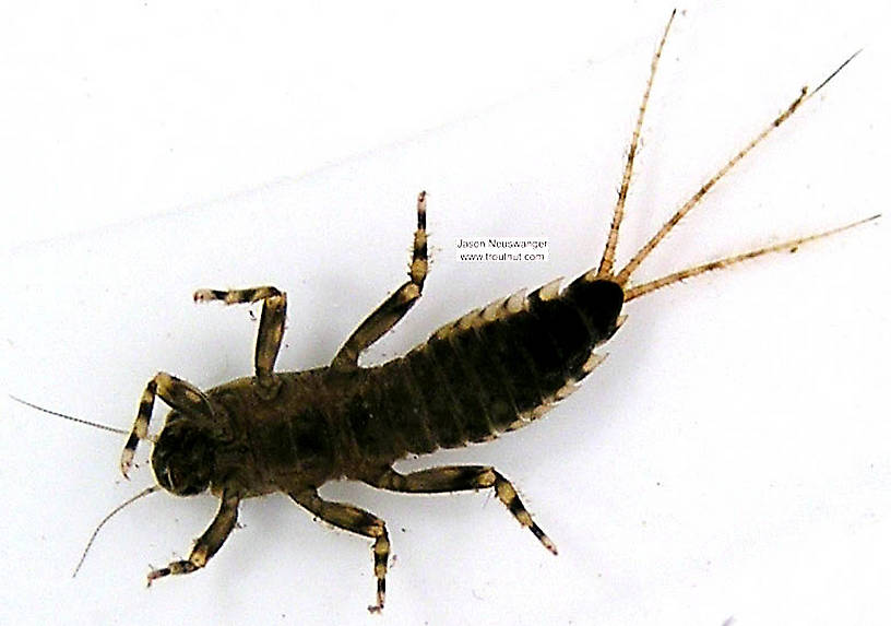 Ephemerella aurivillii Mayfly Nymph from unknown in Wisconsin