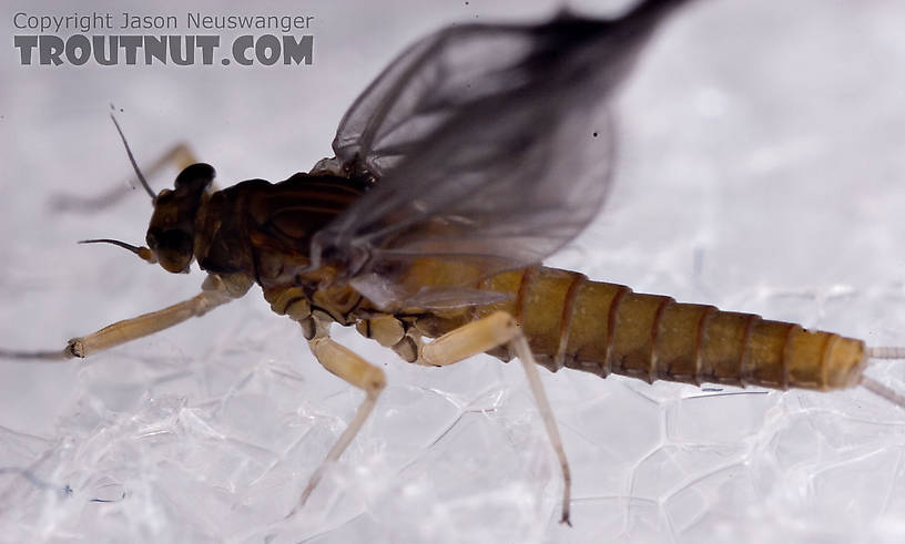 Female Baetidae (Blue-Winged Olives) Mayfly Dun from Paradise Creek in Pennsylvania