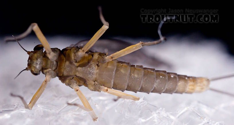 Female Baetidae (Blue-Winged Olives) Mayfly Dun from Paradise Creek in Pennsylvania