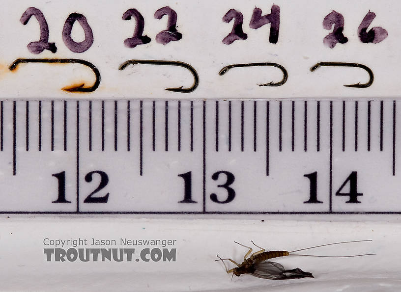 Female Baetidae (Blue-Winged Olives) Mayfly Dun from Paradise Creek in Pennsylvania