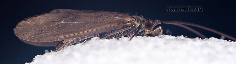 Male Psilotreta labida (Dark Blue Sedge) Caddisfly Adult from the West Branch of the Delaware River in New York