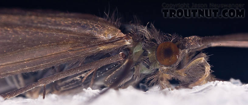 Male Psilotreta labida (Dark Blue Sedge) Caddisfly Adult from the West Branch of the Delaware River in New York