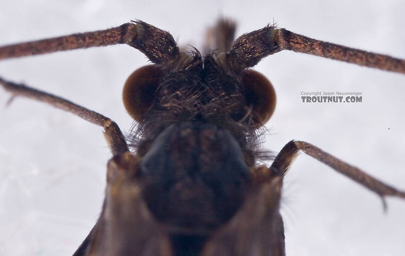 Male Psilotreta labida (Dark Blue Sedge) Caddisfly Adult from the West Branch of the Delaware River in New York