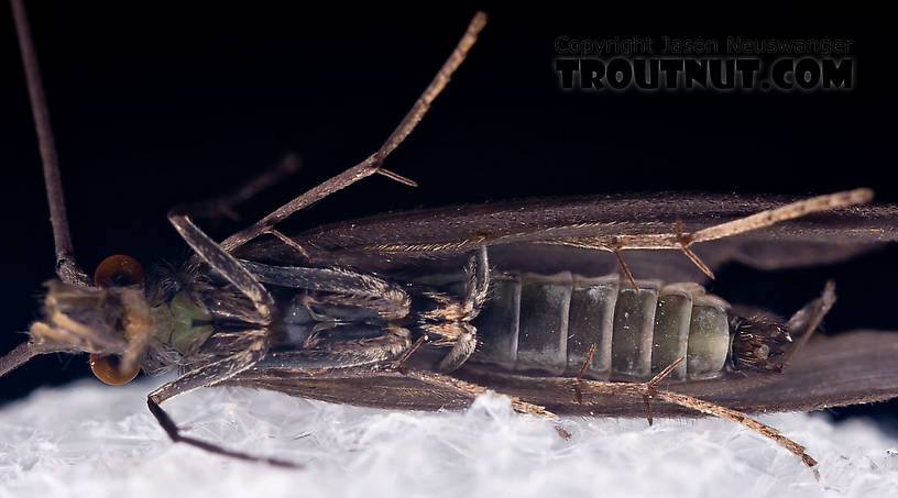 Male Psilotreta labida (Dark Blue Sedge) Caddisfly Adult from the West Branch of the Delaware River in New York