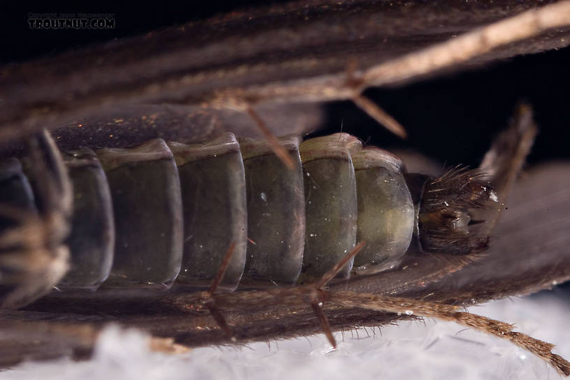 Male Psilotreta labida (Dark Blue Sedge) Caddisfly Adult from the West Branch of the Delaware River in New York