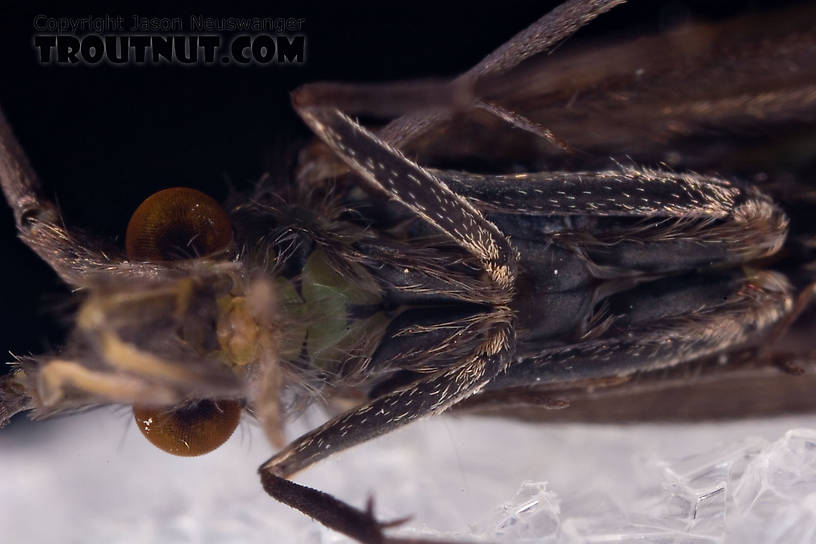 Male Psilotreta labida (Dark Blue Sedge) Caddisfly Adult from the West Branch of the Delaware River in New York