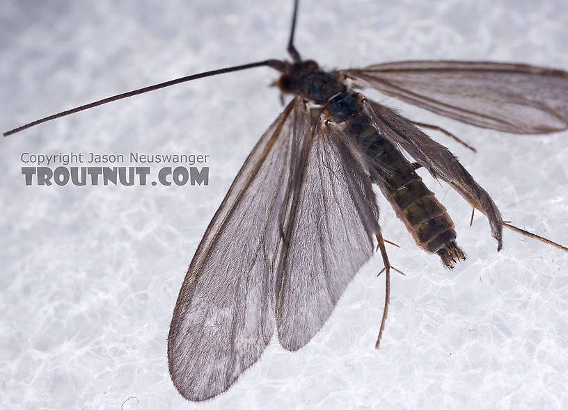 Male Psilotreta labida (Dark Blue Sedge) Caddisfly Adult from the West Branch of the Delaware River in New York