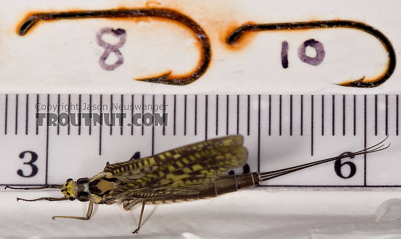 Female Ephemera guttulata (Green Drake) Mayfly Dun from the West Branch of the Delaware River in New York