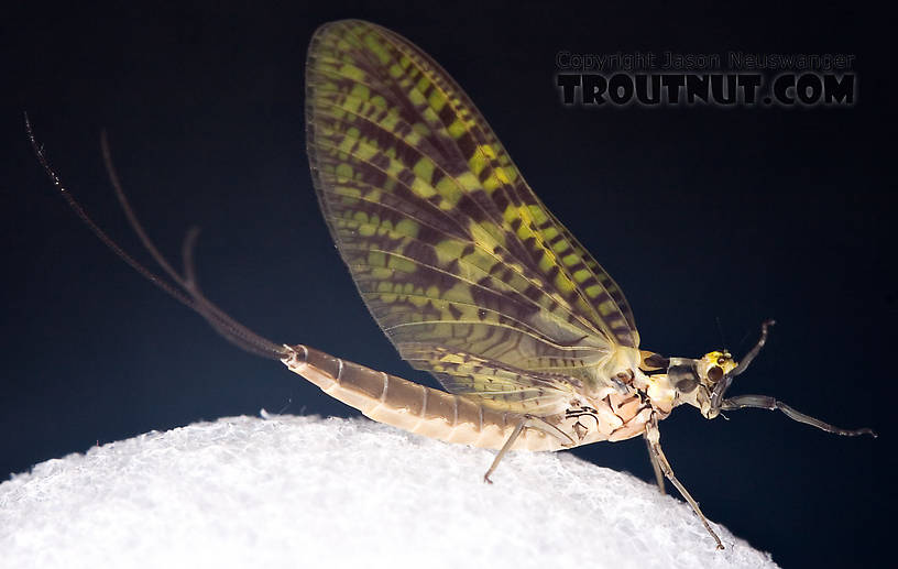 Female Ephemera guttulata (Green Drake) Mayfly Dun from the West Branch of the Delaware River in New York