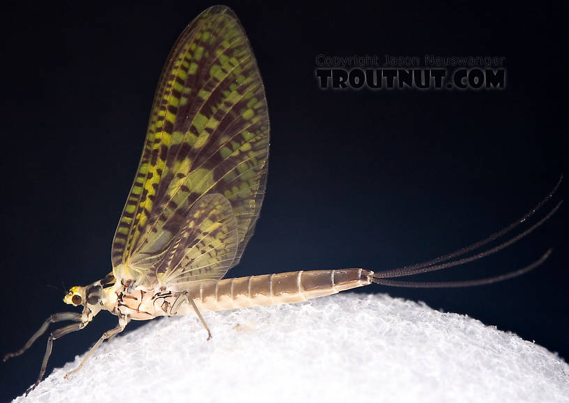 Female Ephemera guttulata (Green Drake) Mayfly Dun from the West Branch of the Delaware River in New York