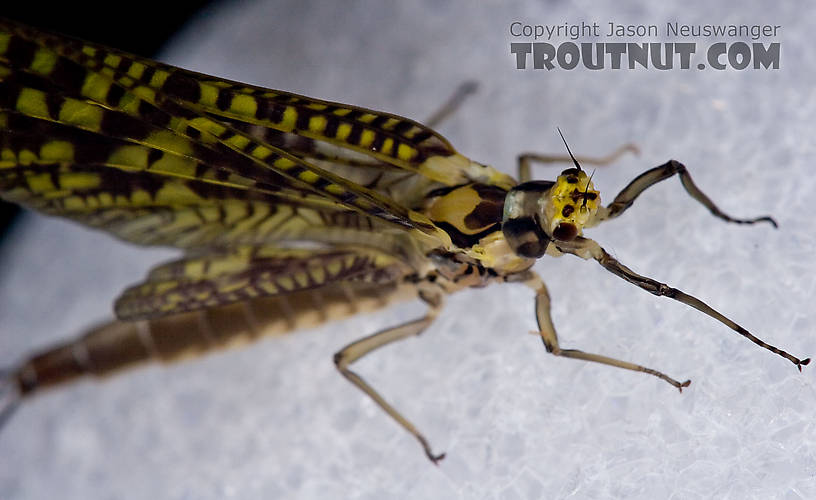 Female Ephemera guttulata (Green Drake) Mayfly Dun from the West Branch of the Delaware River in New York