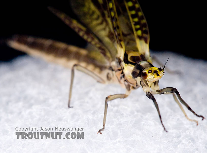 Female Ephemera guttulata (Green Drake) Mayfly Dun from the West Branch of the Delaware River in New York