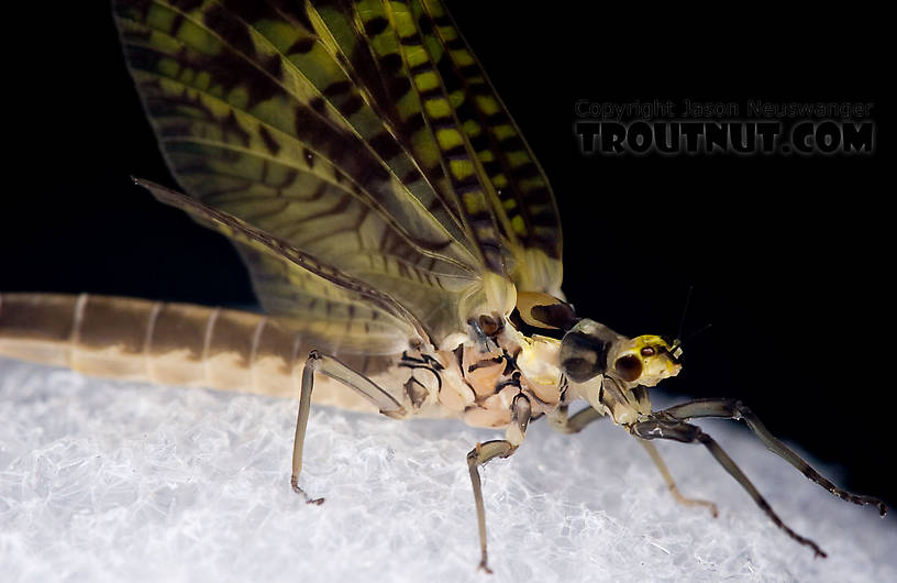 Female Ephemera guttulata (Green Drake) Mayfly Dun from the West Branch of the Delaware River in New York