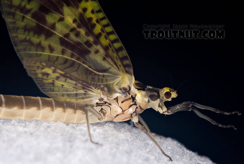 Female Ephemera guttulata (Green Drake) Mayfly Dun from the West Branch of the Delaware River in New York