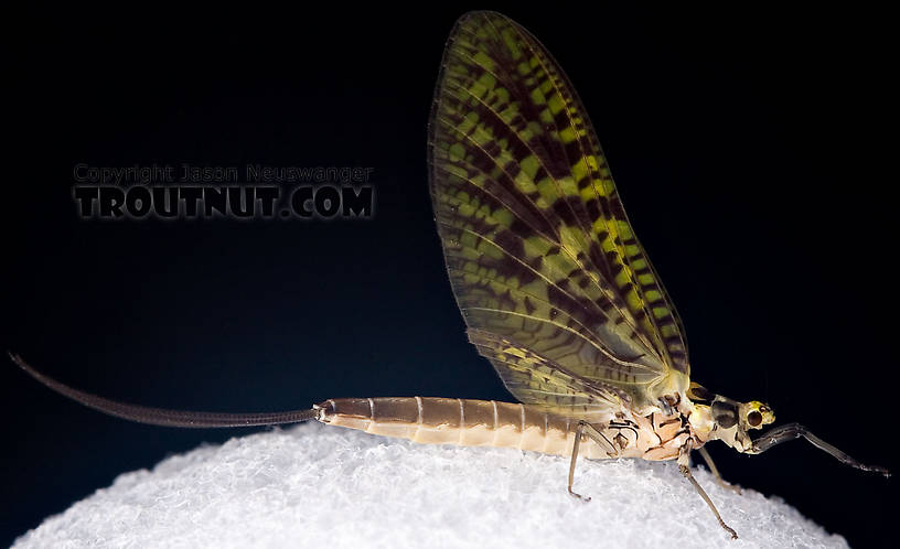 Female Ephemera guttulata (Green Drake) Mayfly Dun from the West Branch of the Delaware River in New York