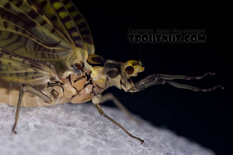 Female Ephemera guttulata (Green Drake) Mayfly Dun from the West Branch of the Delaware River in New York