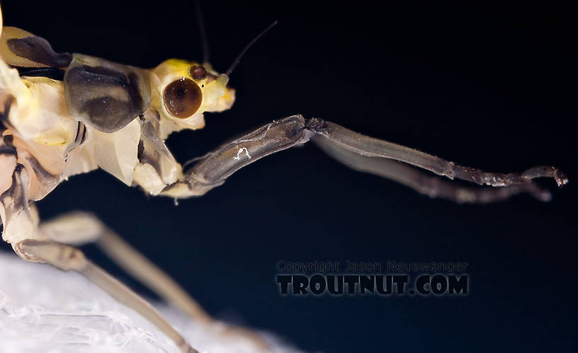 Female Ephemera guttulata (Green Drake) Mayfly Dun from the West Branch of the Delaware River in New York