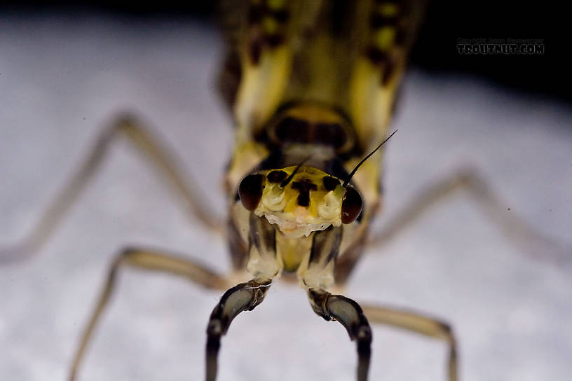 Female Ephemera guttulata (Green Drake) Mayfly Dun from the West Branch of the Delaware River in New York