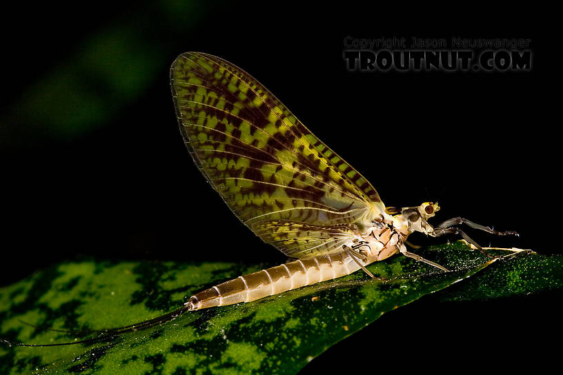 Female Ephemera guttulata (Green Drake) Mayfly Dun from the West Branch of the Delaware River in New York