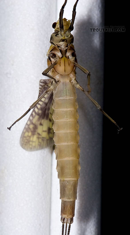 Female Ephemera guttulata (Green Drake) Mayfly Dun from the West Branch of the Delaware River in New York